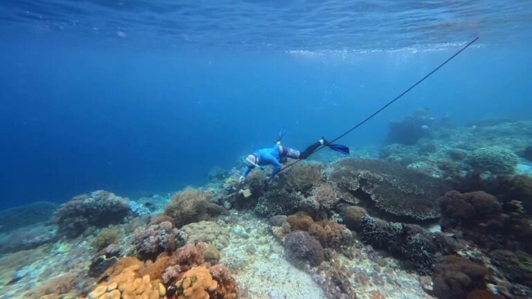 Cruise Ship Accused of Destroying Coral Reefs in Indonesia