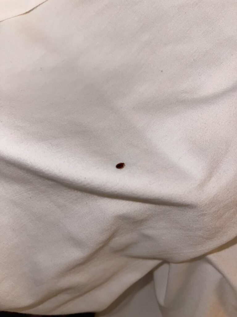 Carnival Firenze Passenger Alleges Bed Bug Infestation During Holiday Sailing