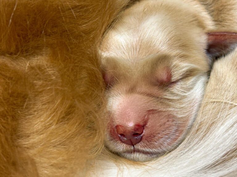 Royal Caribbean’s Third Chief Dog Officer is Here!